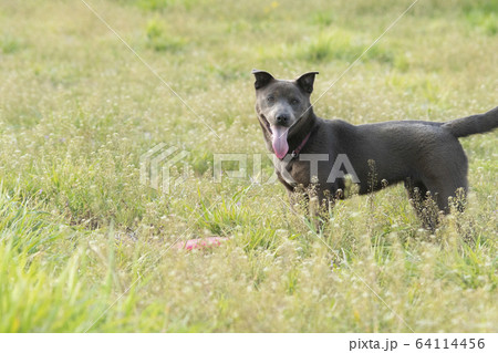 子犬 仔犬 小犬 こいぬ puppy 犬 戌 戌年 干支 十二支 レトリバー ラブラドール 子犬 仔犬 小犬 こいぬ puppy 犬 戌 戌年 干支 十二支 レトリバー ラブラドール 64114456