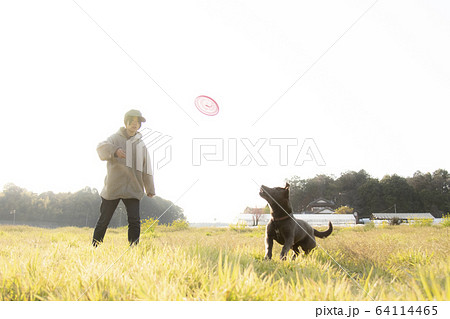 子犬 仔犬 小犬 こいぬ puppy 犬 戌 戌年 干支 十二支 レトリバー ラブラドール 子犬 仔犬 小犬 こいぬ puppy 犬 戌 戌年 干支 十二支 レトリバー ラブラドール 64114465
