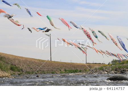 粕川の鯉のぼり 64114757