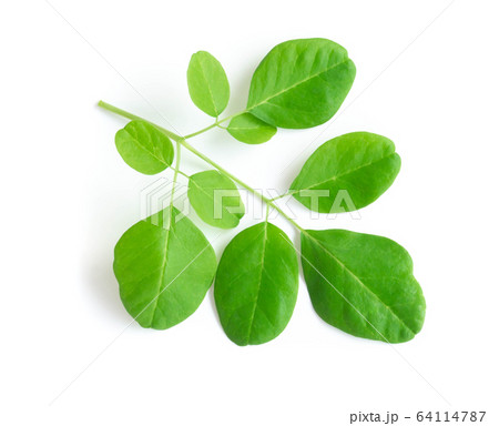 Closeup young moringa leaf branch isolated Closeup young moringa leaf branch isolated 64114787