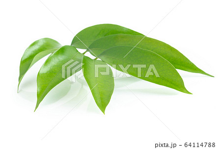 Lychee leaf isolated on white background 64114788