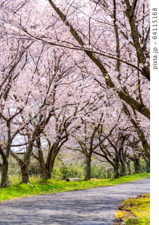 津市 安濃 北神山花街道 津市 安濃 北神山花街道 64115168