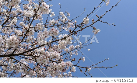 青空と桜 64115212