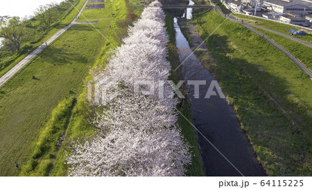 京都の桜並木 64115225