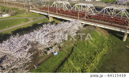 京都の桜並木 京都の桜並木 64115439