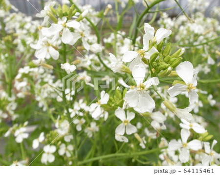 だいこんの花の写真素材