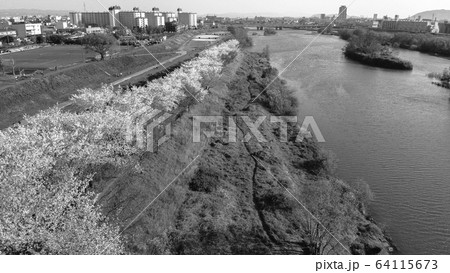 【セピア】京都の桜並木 【セピア】京都の桜並木 64115673