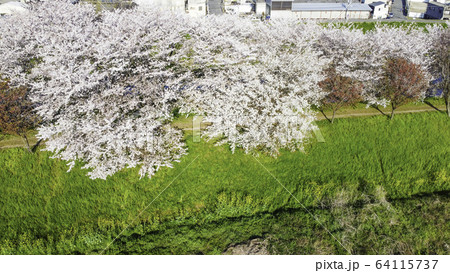 京都の桜並木 京都の桜並木 64115737