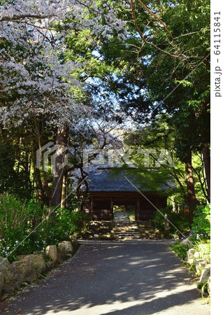 周防阿弥陀寺仁王門と桜の木 周防阿弥陀寺仁王門と桜の木 64115841