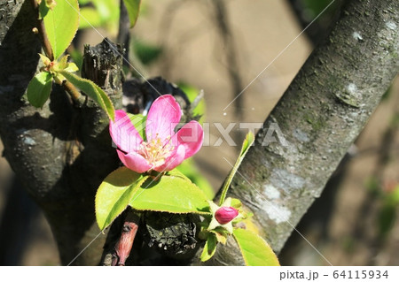 カリン 花梨 の花の写真素材 カリン 花梨 の花の写真素材