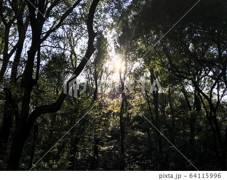 木漏れ日 木漏れ日 64115996