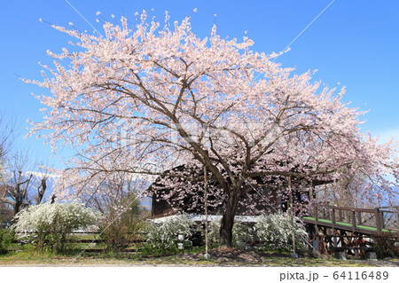 田淵行男記念館の桜 64116489