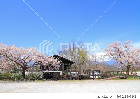 田淵行男記念館の桜 64116491