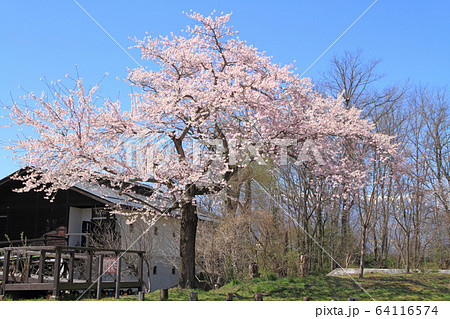 田淵行男記念館の百楽桜 64116574