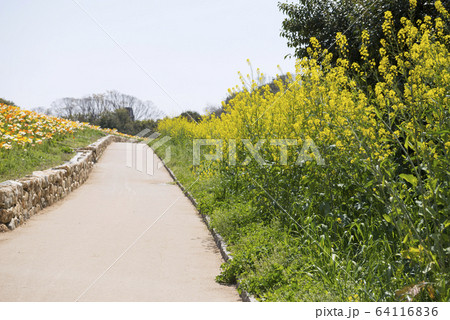 万博記念公園 64116836