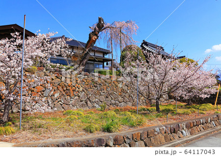 法蔵寺の満開の桜 法蔵寺の満開の桜 64117043
