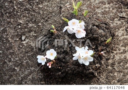 大木の途中で花が咲くソメイヨシノ 64117046