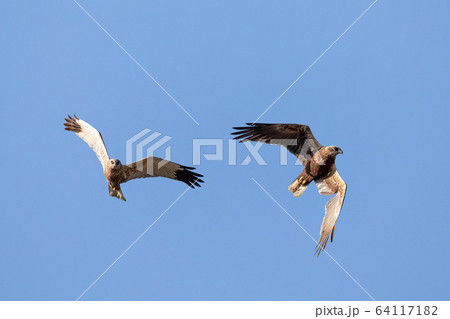 Birds of prey - Marsh Harrier, Europe Wildlife Birds of prey - Marsh Harrier, Europe Wildlife 64117182