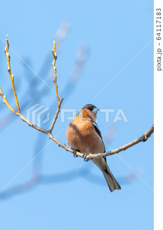 small beautiful bird, common chaffinch small beautiful bird, common chaffinch 64117183
