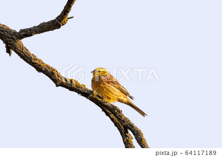 bird yellowhammer, Europe wildlife bird yellowhammer, Europe wildlife 64117189