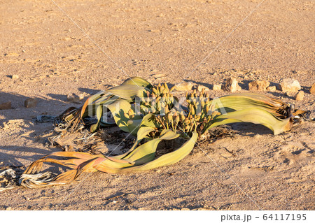 Welwitschia mirabilis desert plant, Namibia Welwitschia mirabilis desert plant, Namibia 64117195