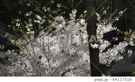 春の花 桜 梨の花 64117518