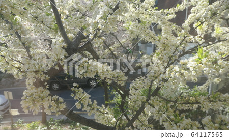 春の花 桜 梨の花 64117565