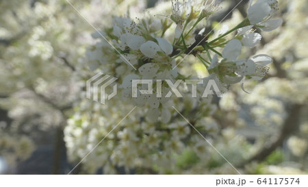 春の花 桜 梨の花 64117574