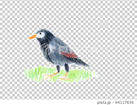 ムクドリ　野鳥　色鉛筆 64117656