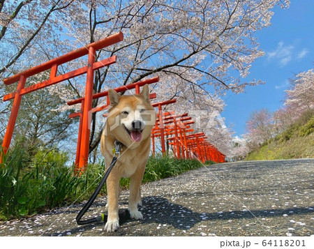 満開の桜と千本鳥居と柴犬 満開の桜と千本鳥居と柴犬 64118201