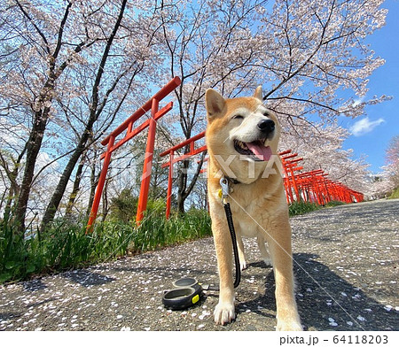 満開の桜と千本鳥居と柴犬 64118203