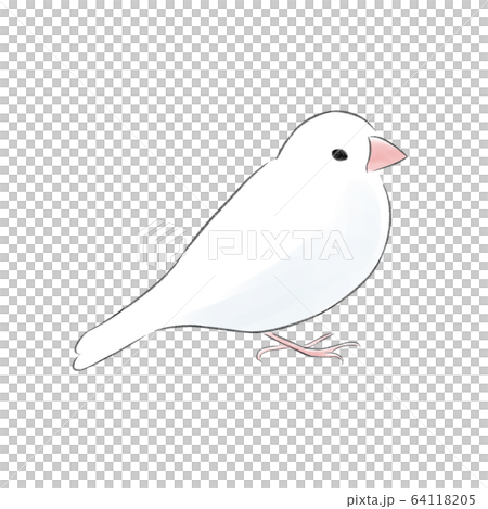 Shirobuntori looking sideways 64118205