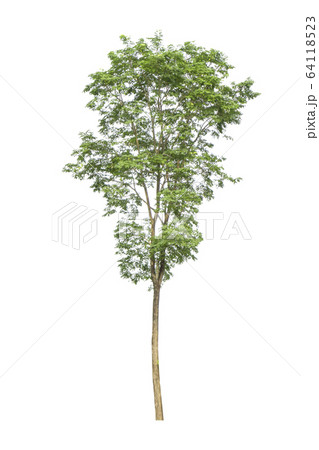 Trees on a isolated white background 64118523