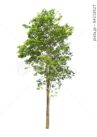 Trees on a isolated white background 64118527