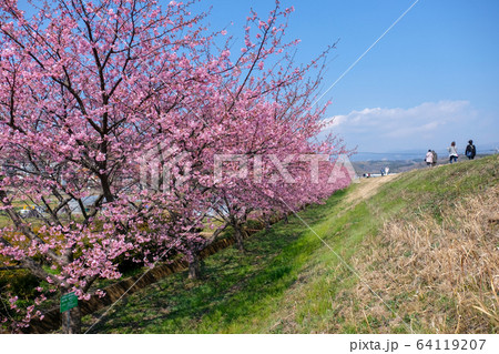 静岡県 春 函南町 かんなみの桜まつり 河津桜 静岡県 春 函南町 かんなみの桜まつり 河津桜 64119207