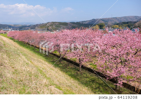 静岡県 春 函南町 かんなみの桜まつり 河津桜 静岡県 春 函南町 かんなみの桜まつり 河津桜 64119208