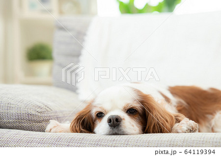 犬 お昼寝 犬 お昼寝 64119394