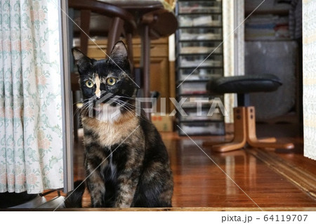 サビ猫 64119707