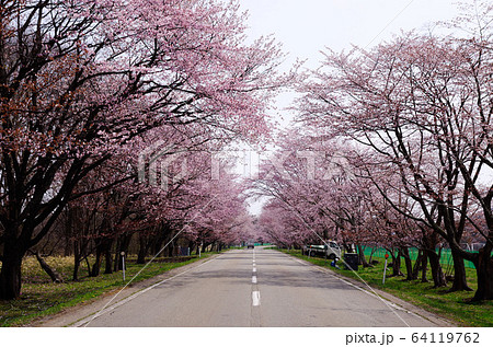 桜並木③ 64119762