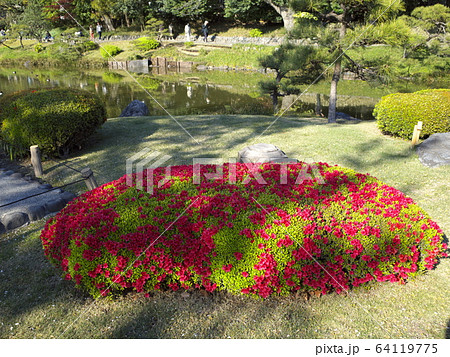 清澄庭園　ツツジ 64119775