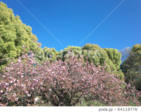 清澄庭園　サトザクラ 64119776