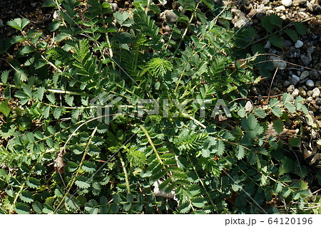 サラダ　(バネット) 64120196