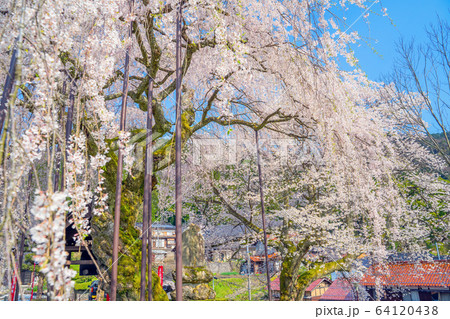 泰雲寺のしだれ桜の写真素材