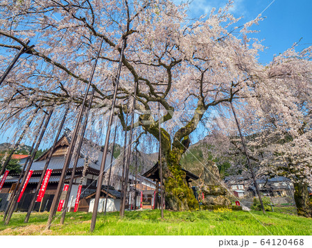泰雲寺のしだれ桜の写真素材