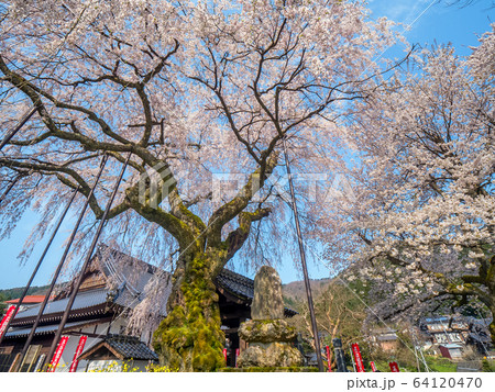 泰雲寺のしだれ桜の写真素材
