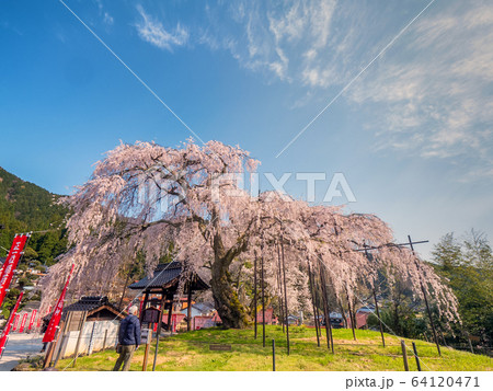 泰雲寺のしだれ桜の写真素材