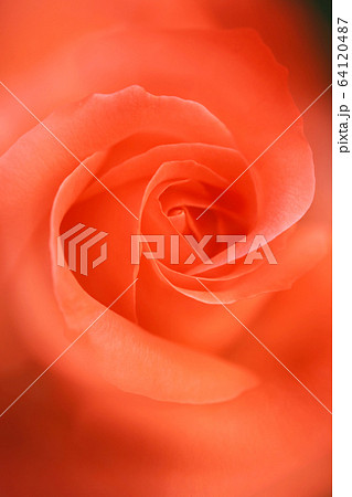 オレンジ色のバラのクローズアップ 賛歌 の写真素材