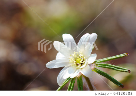 アズマイチゲ　山野草 64120503