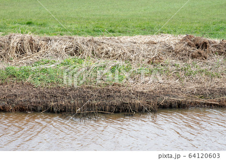 Mown reed at the side of the ditch 64120603