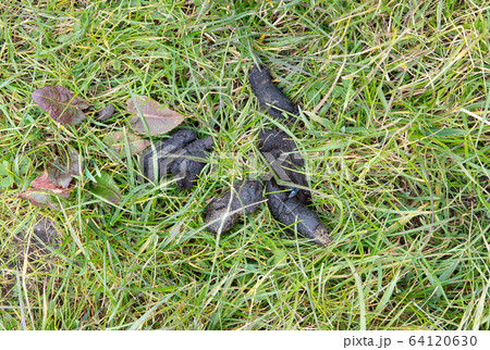Dog`s excrement in green grass Dog`s excrement in green grass 64120630